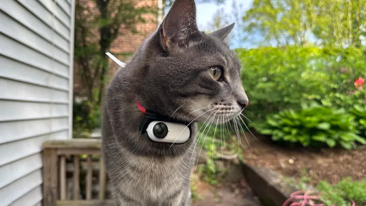 Discover the PetView Wireless Camera Collar: See the World Through Your Pet’s Eyes