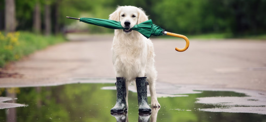 Rain or Shine: Why Your Pet Deserves the All-Weather Protector Jacket