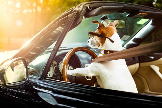Keep Your Dog Safe and Comfortable with the Yanglroe-Tech Dog Car Seat