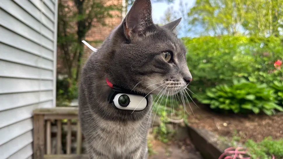 Discover the PetView Wireless Camera Collar: See the World Through Your Pet’s Eyes