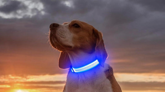 Light Up Your Night Walks: Why Every Dog Needs a LED Safety Collar