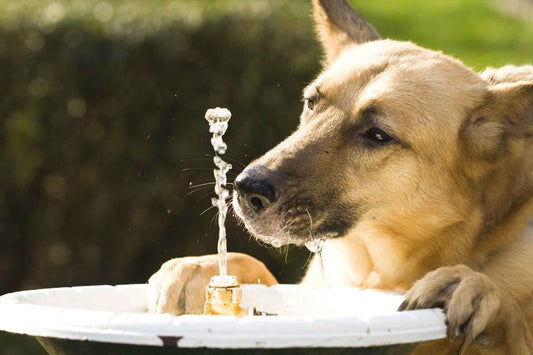 Why Every Pet Owner Needs a Pet Hydration Travel Bottle in 2025
