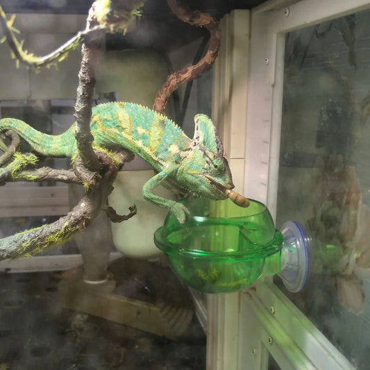 Chameleon Feeding Bowl with Suction Cup for Reptiles
